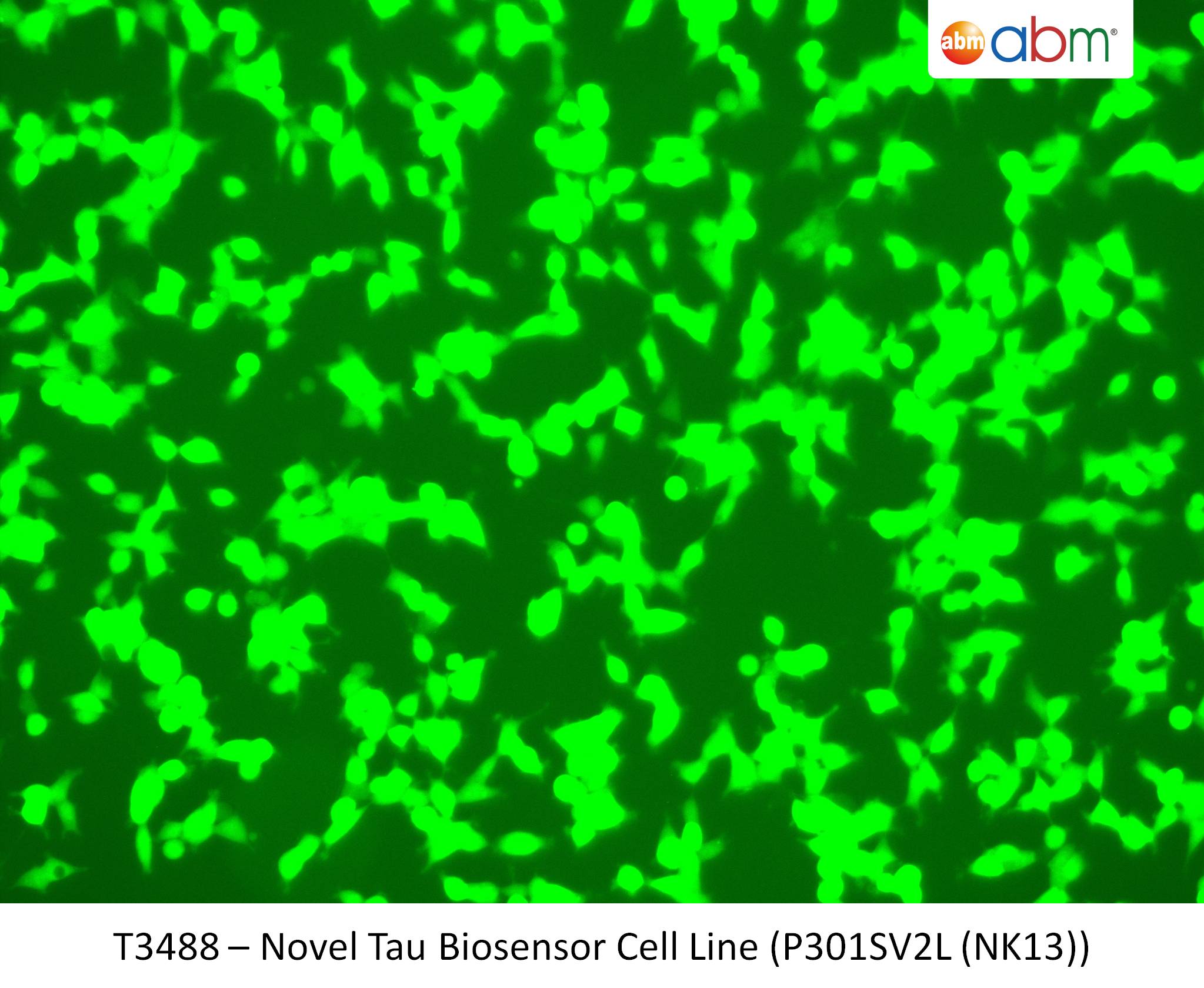 Novel Tau Biosensor Cell Line (P301SV2L (NK13)) | Applied